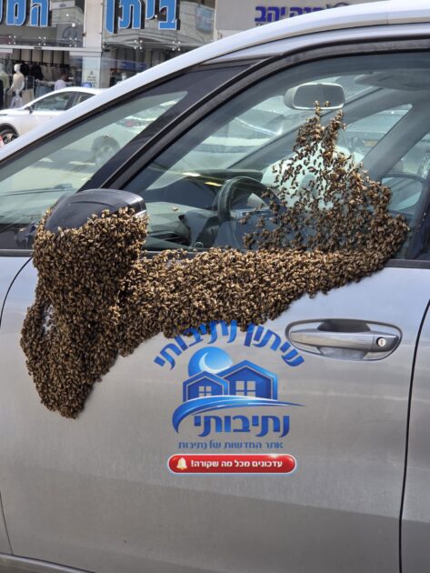 דיווח ראשוני: מכת דבורים באזור צים בנתיבות – אלפי דבורים הגיעו למתחם.